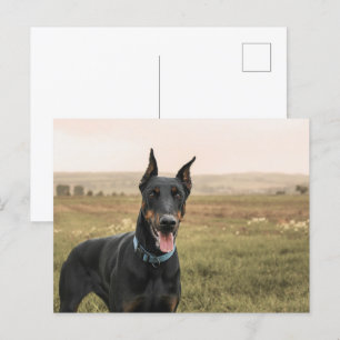 Doberman Pinscher in Field Postkarte