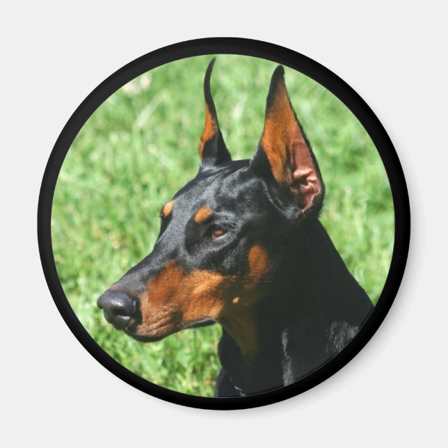 Doberman-Pinscher-Magnet Magnet (Vorne)
