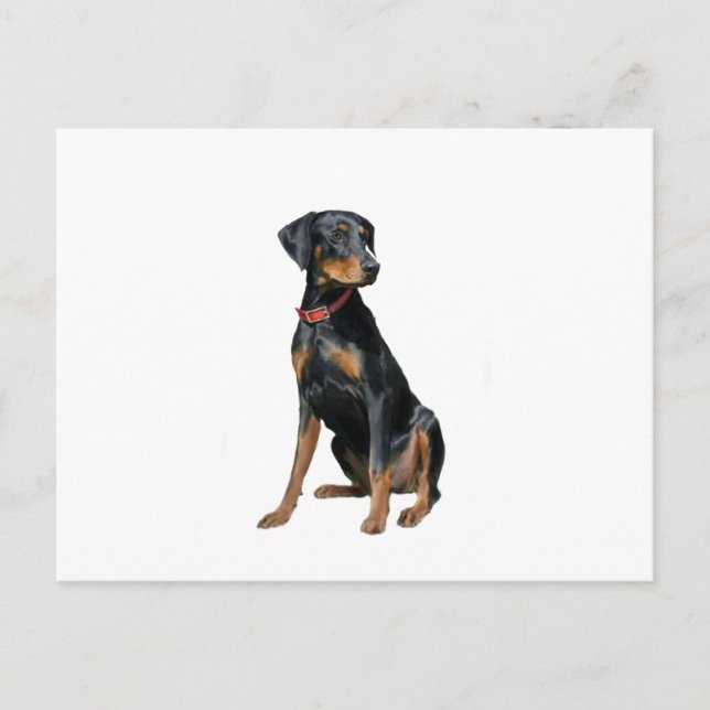 Doberman Pinscher (natürlich) Postkarte (Vorderseite)