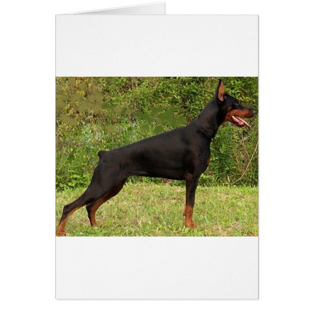 doberman pinscher noir plein (Devant)
