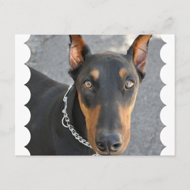 Doberman Pinscher Postcard Postkarte (Vorderseite)