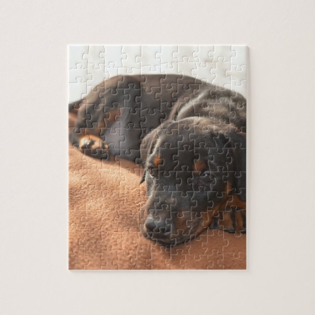Doberman-pinscher-Puppy (Vertikal)