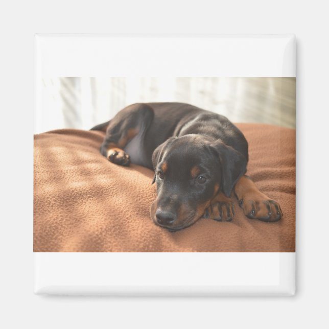 Doberman-pinscher-Puppy Magnet (Vorne)