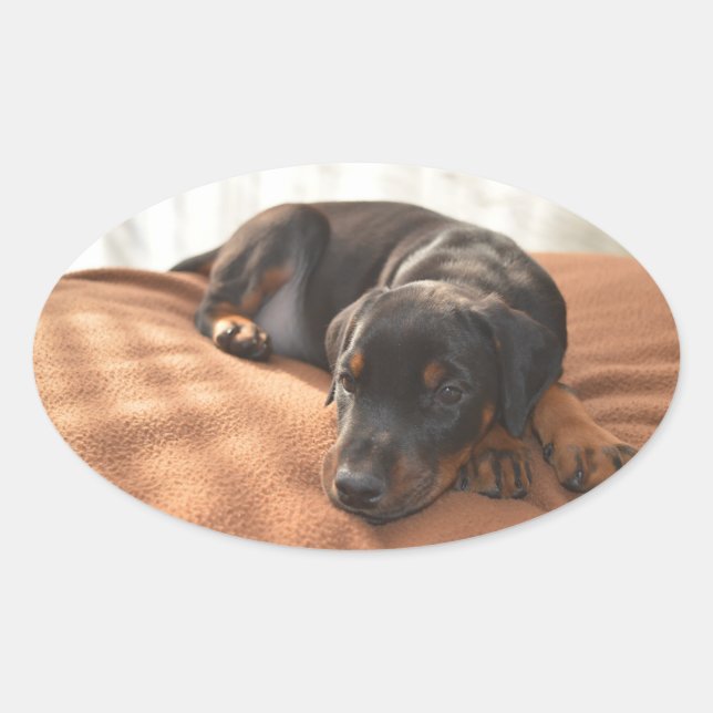 Doberman-pinscher-Puppy Ovaler Aufkleber (Vorderseite)