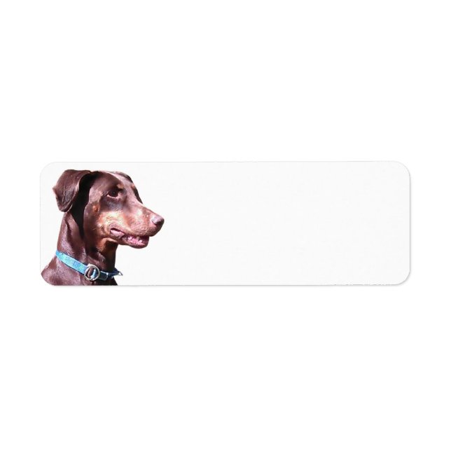 Doberman Pinscher Red (Vorne)