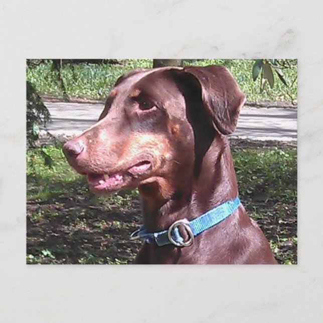 Doberman Pinscher Red Postkarte (Vorderseite)