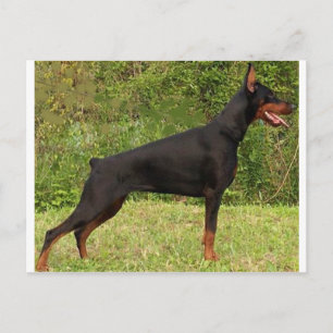 Doberman pinscher schwarzer Full Postkarte