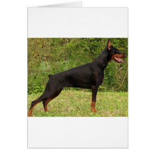 Doberman Pinsel Schwarz