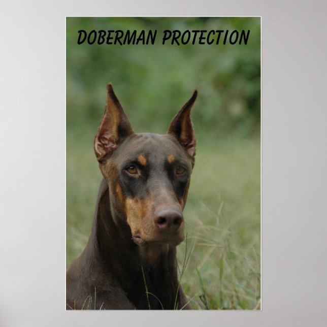 Doberman Protection Poster (Vorne)