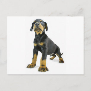Doberman Puppy Postkarte