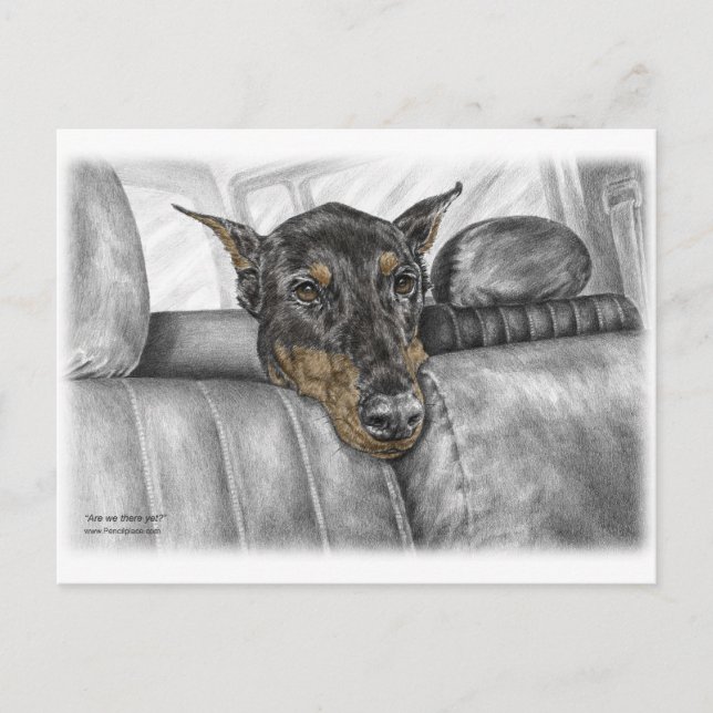 Doberman Riding im Auto Postkarte (Vorderseite)
