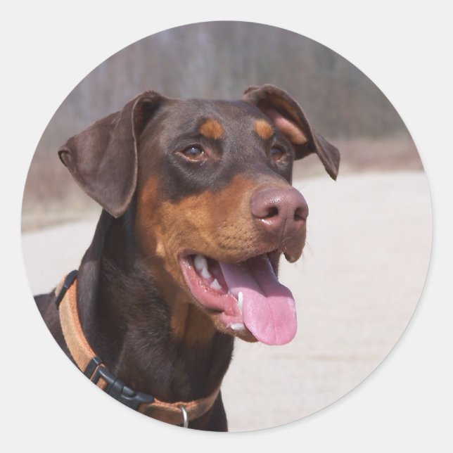 Doberman Runder Aufkleber (Vorderseite)