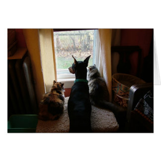 Doberman und Katzen