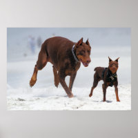 Doberman und Min Button - OK! Ein Mini-Ich!