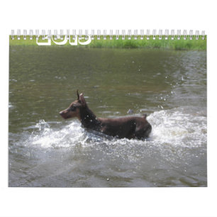 Dobermann 2013 Kalender-verbessert Feb Kalender