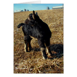 Dobermann des Ziegenkidds
