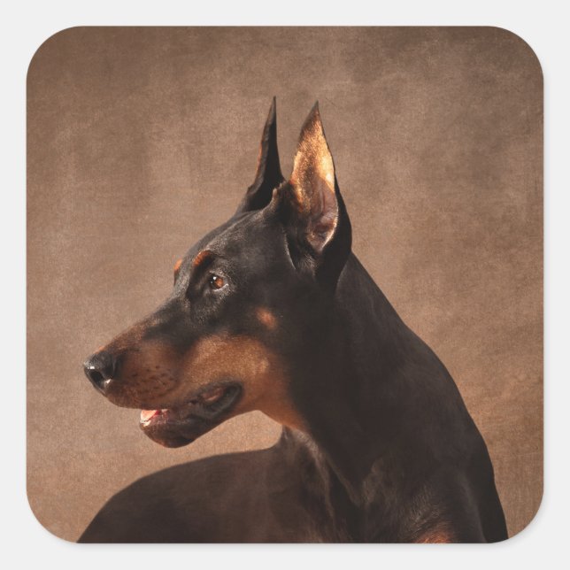 Dobermann - Doberman Pinscher Quadratischer Aufkleber (Vorderseite)