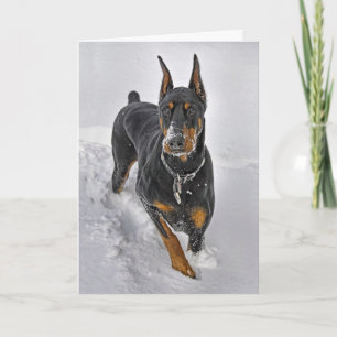 Dobermann-Feiertags-Karten-Schneeball-Fänger Feiertagskarte