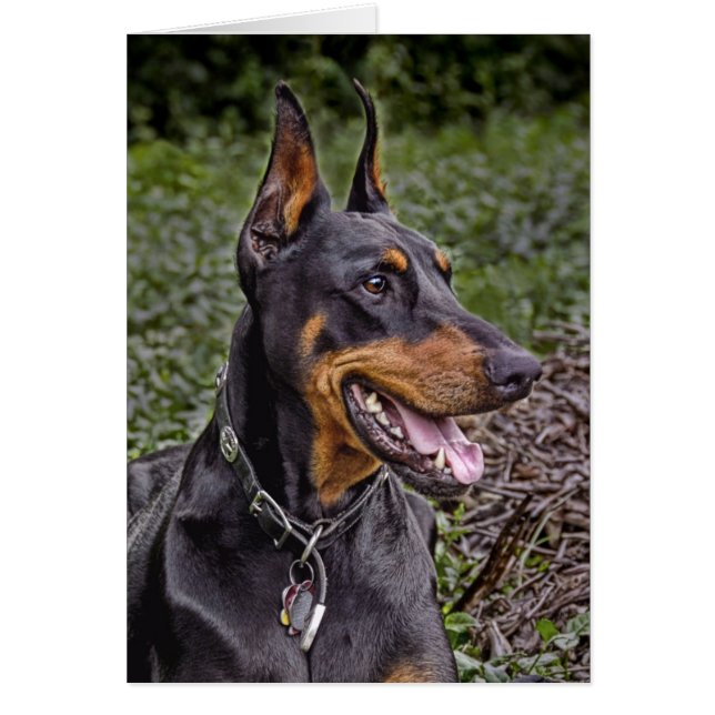 Dobermann-Freude! Karte (Vorne)