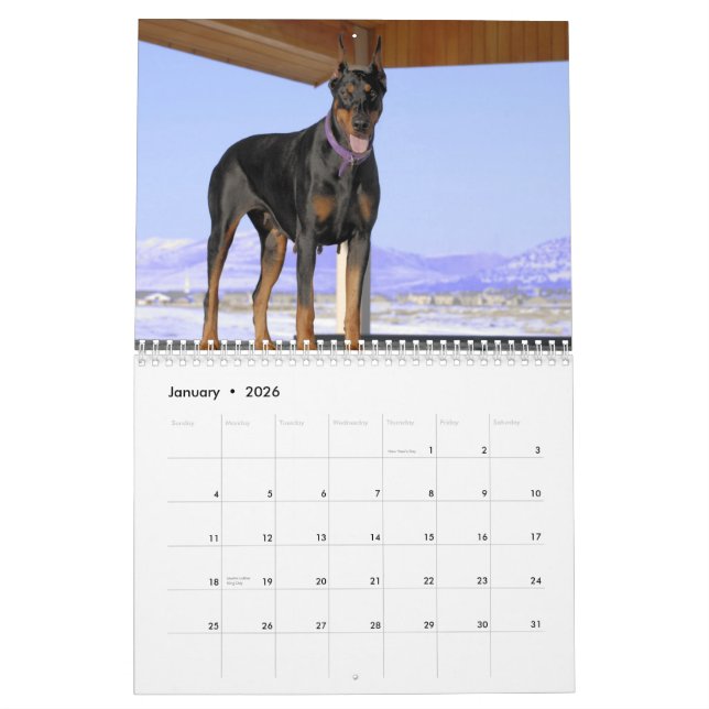 Dobermann-Kalender 2013 Kalender (Jan 2026)