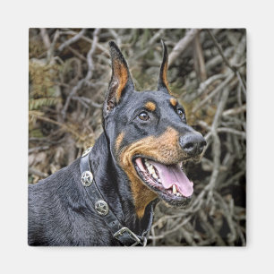 Dobermann-Lächeln-Magnet Magnet