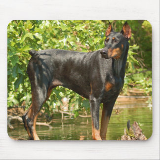 Dobermann-Mausunterlage Mousepad