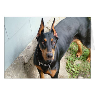 Dobermann Pincher