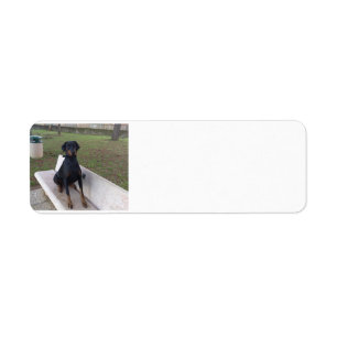 Dobermann pincher Sitzen