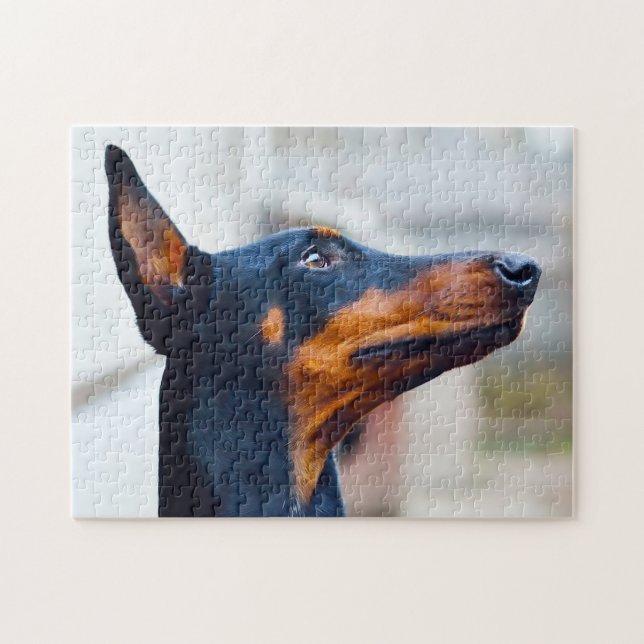 Dobermann Pinscher Hund. (Horizontal)
