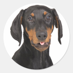 Dobermann Pinscherwelpe Runder Aufkleber
