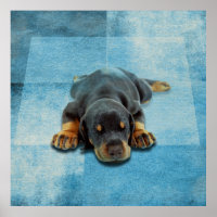 Dobermann Puppy - Doberman Pinscher