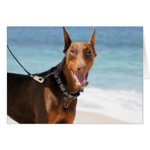 Dobermann - Rot - Schlechtes zum Knochen