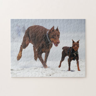 Dobermann und Minuten-Button - BLICK! Ein Mini