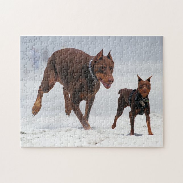 Dobermann und Minuten-Button - BLICK! Ein Mini (Horizontal)