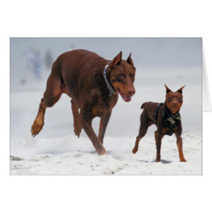 Dobermann und Minuten-Button - BLICK! Ein Mini