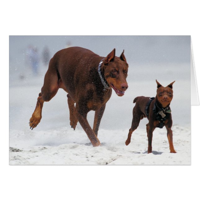 Dobermann und Minuten-Button - BLICK! Ein Mini (Vorderseite (Horizontal))