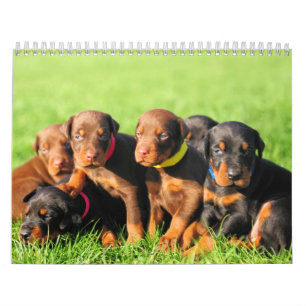 Dobermann-Welpen-Kalender 2013 Kalender