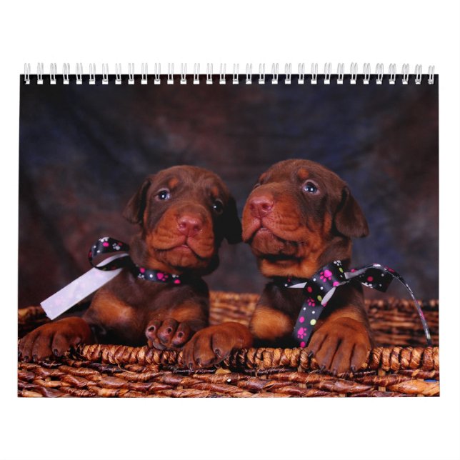 Dobermann-Welpen-Kalender Kalender (Titelbild)