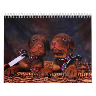 Dobermann-Welpen-Kalender Kalender