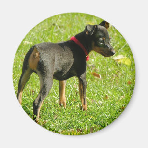 Dobermann-Welpen-runder Magnet