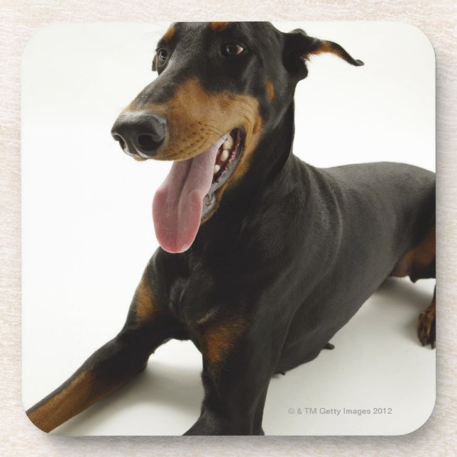 DobermannPinscher 2 Getränkeuntersetzer (Vorderseite)