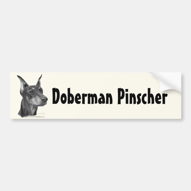 DobermannPinscher Autoaufkleber (Vorne)