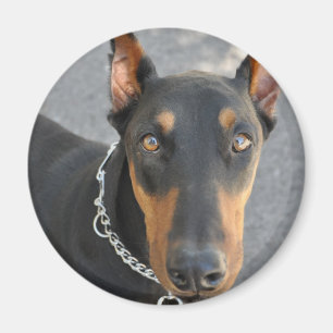 Dobermannpinscher-Magnet Magnet