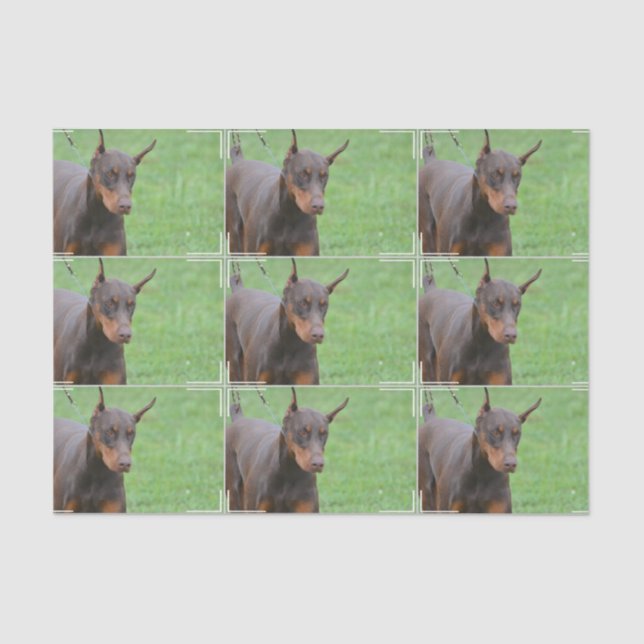 DobermannPinscher Seidenpapier (Vorderseite)