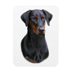 Dobermannpinscherschwarzes natürlicher ohriger magnet