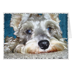 DOD: Mini German Schnauzer so Niedlich