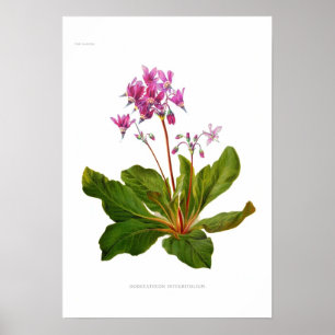 Dodecatheon Ganzblättrium Poster