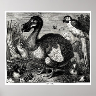 Dodo Antiquitätendruck Poster