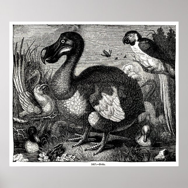 Dodo Antiquitätendruck Poster (Vorne)