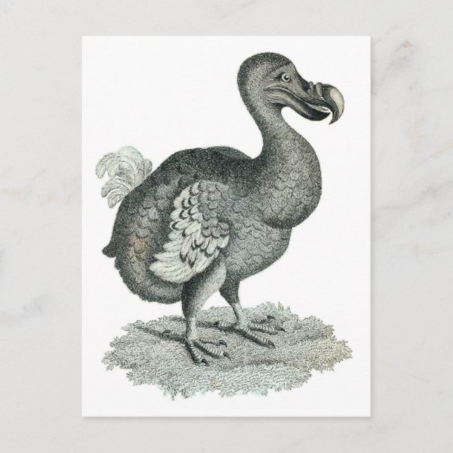 DoDo Bird Print Postkarte (Vorderseite)